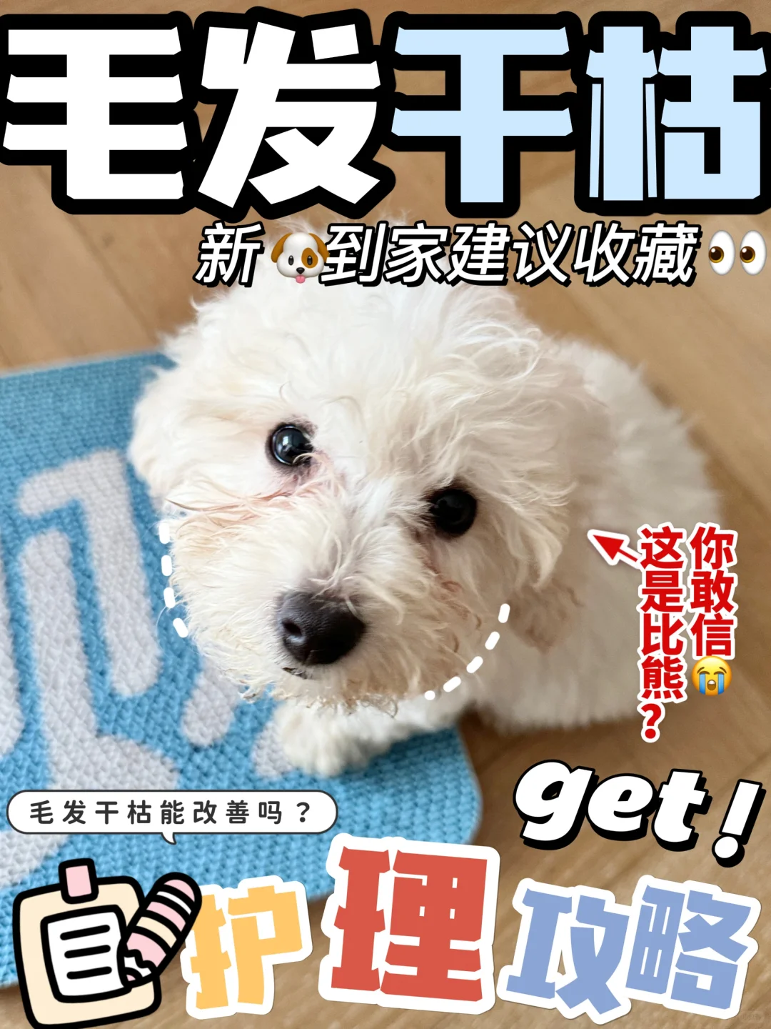 丑哭我的邋遢小狗一枚😭美毛怎么这么难