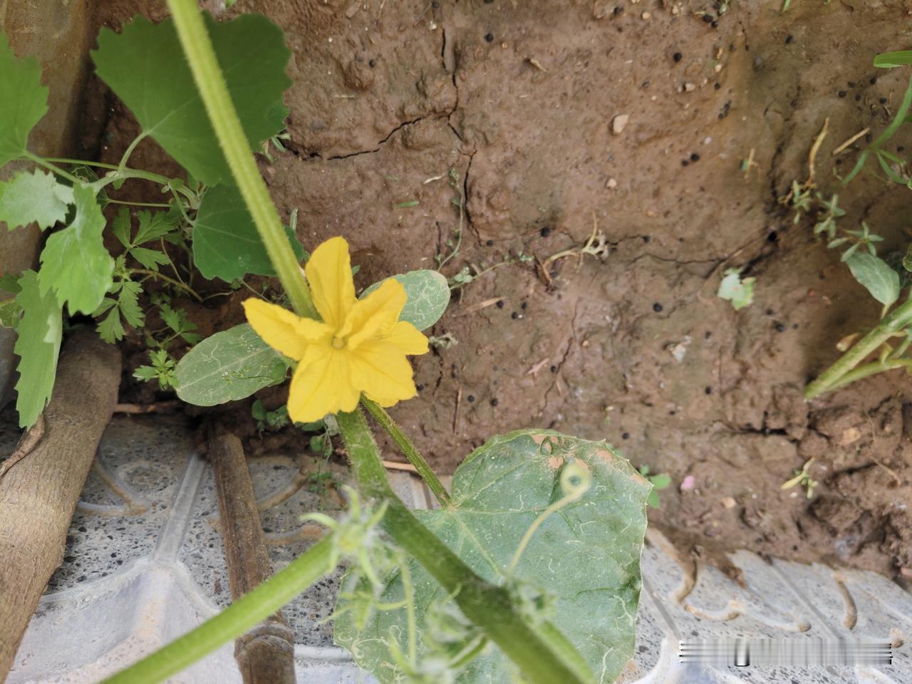 黄瓜开花，豆角结果。

我的农家小院，今年蔬菜长势不错。去年秋季种植的菠菜、芫荽