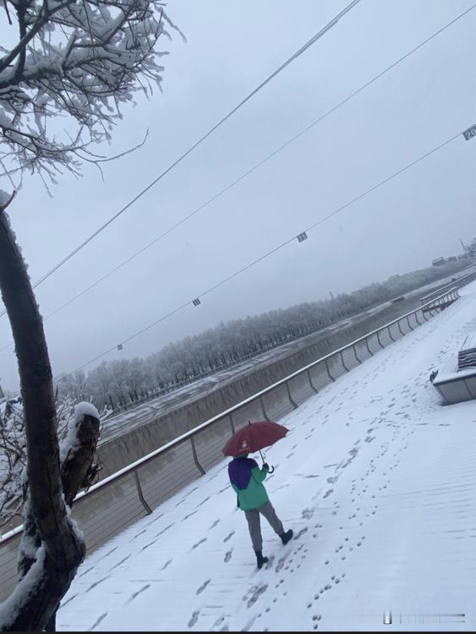 都言柳新可穿单
害得佳人空喜欢
莫非春懒脚步慢
错送雪花当雨观