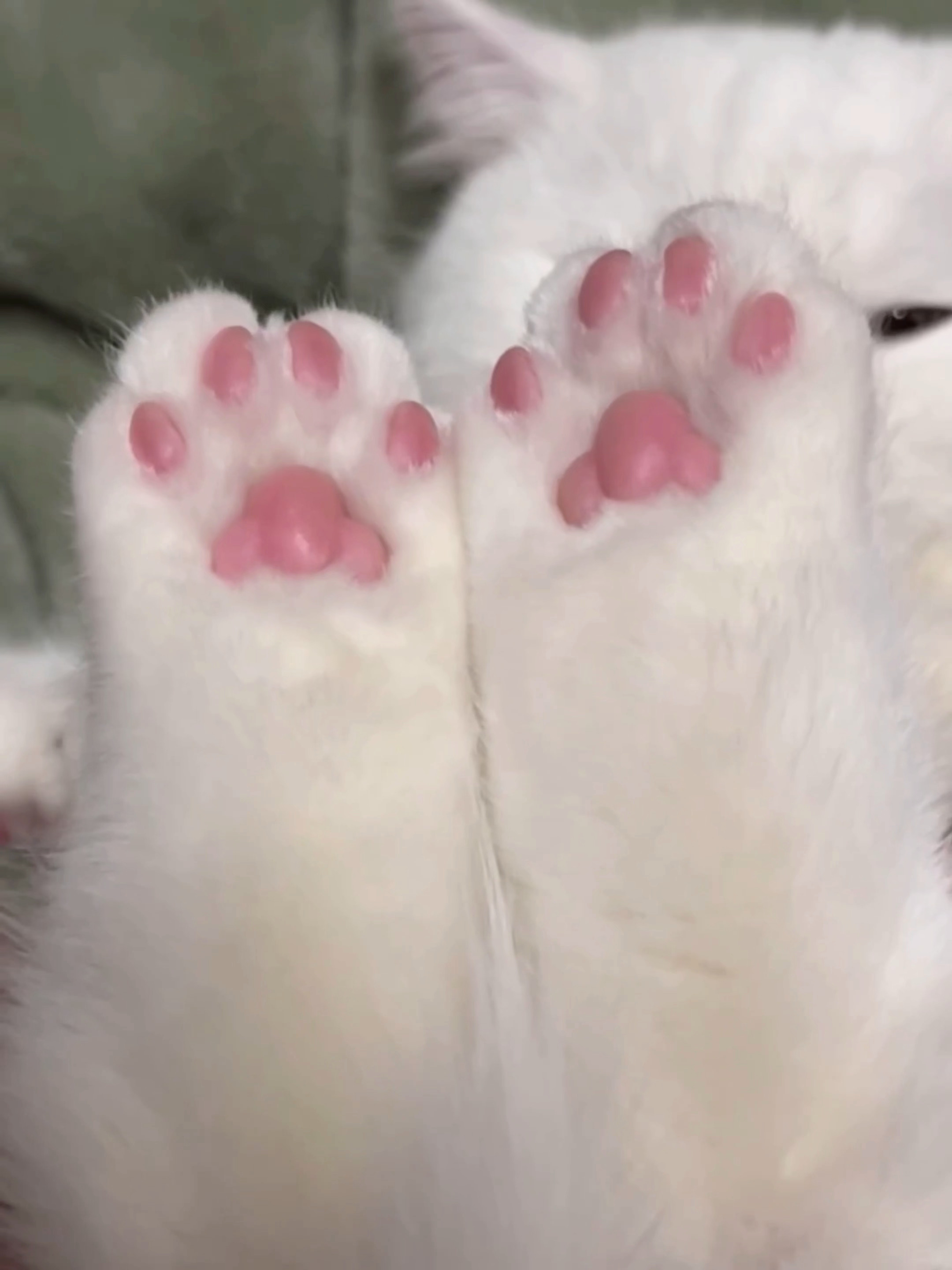 小猫自制QQ软糖 ฅ ̳͒•ˑ̫• ̳͒ฅ♡ 