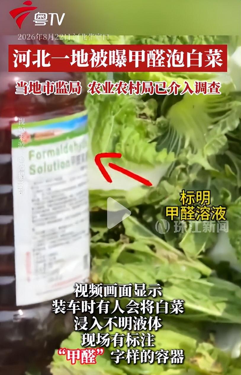 赶紧看看触目惊心！大白菜蘸一类致癌物保鲜，河北官方确认属实，部分已流向多地市场！