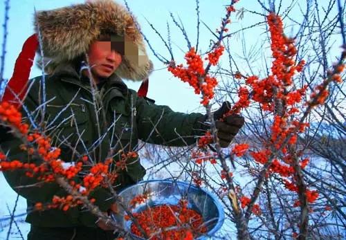 挣钱真的太难了

昨天晚上，同学打电话说，她到新疆打工了，就是去摘沙棘果挣钱，她