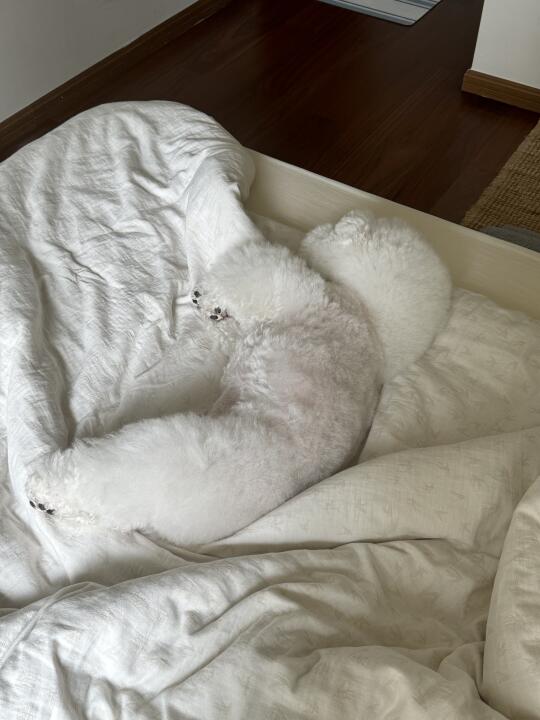 当代中年🐶的假期状态