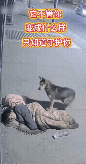 一名流浪女子睡在马路边上，流浪女子旁边守着一只狗狗。此时一名陌生男子试图靠近流浪