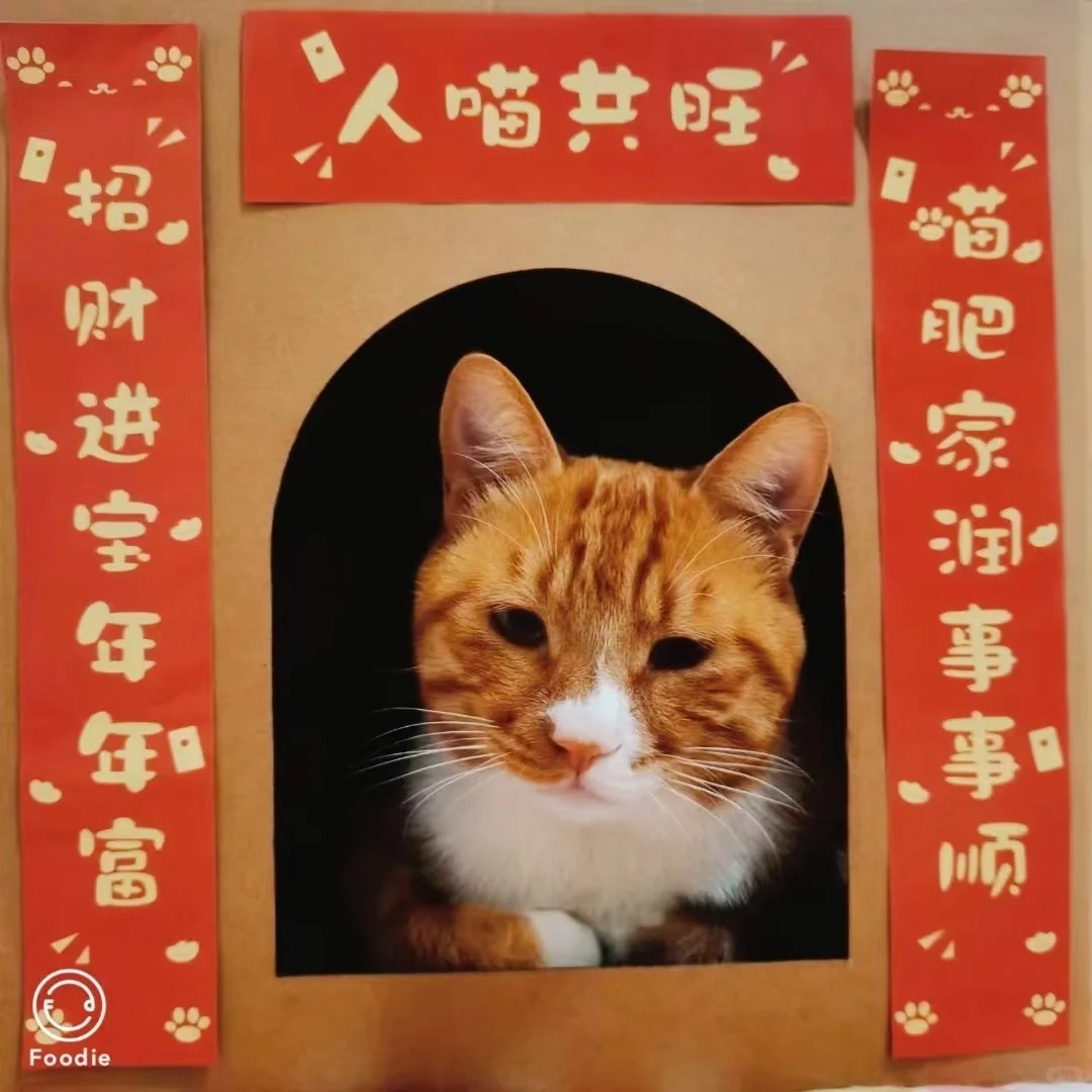 给我收养的流浪猫“金被银床”找好人家😭
