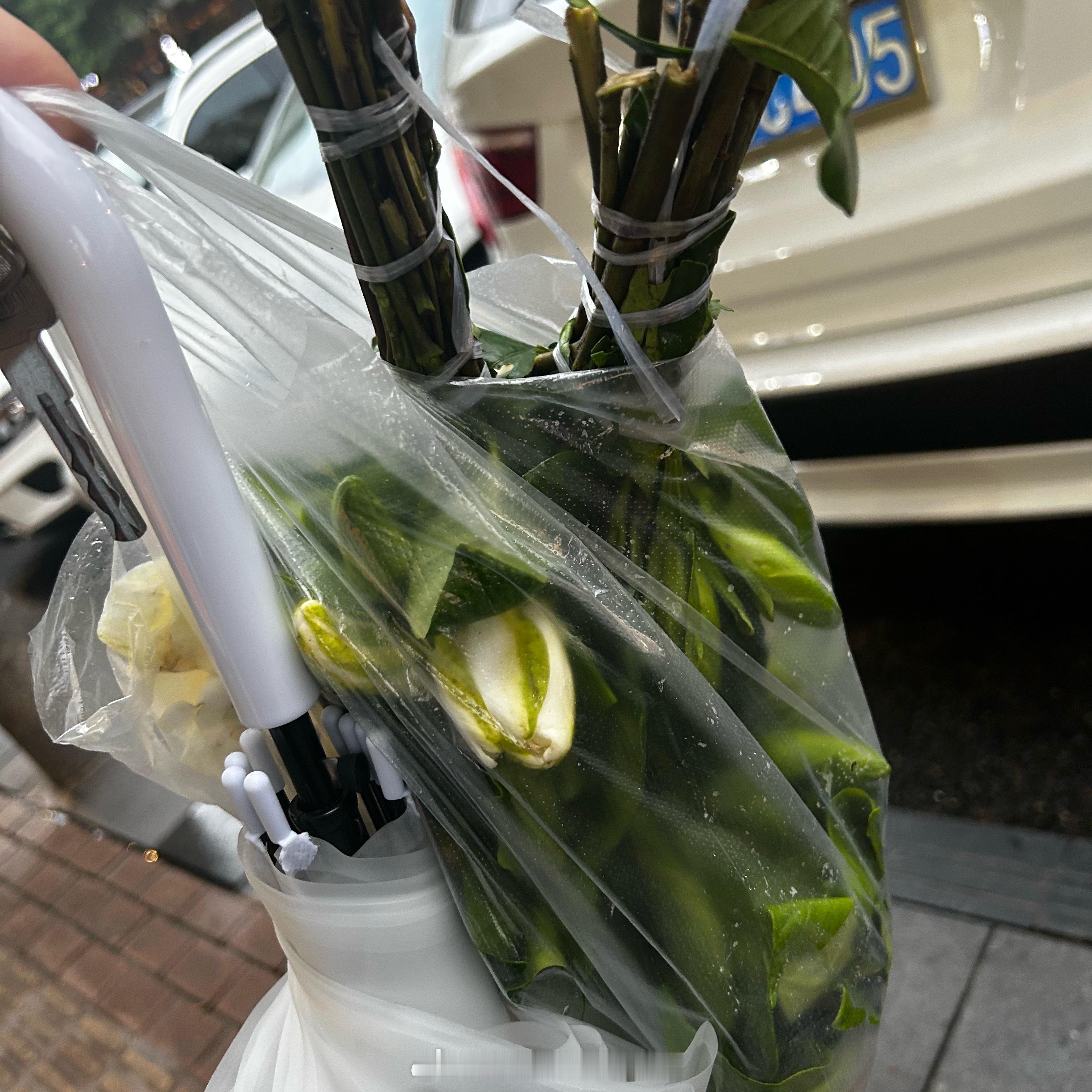 朋友：今天买的什么菜栀子花…拿去吃吧 
