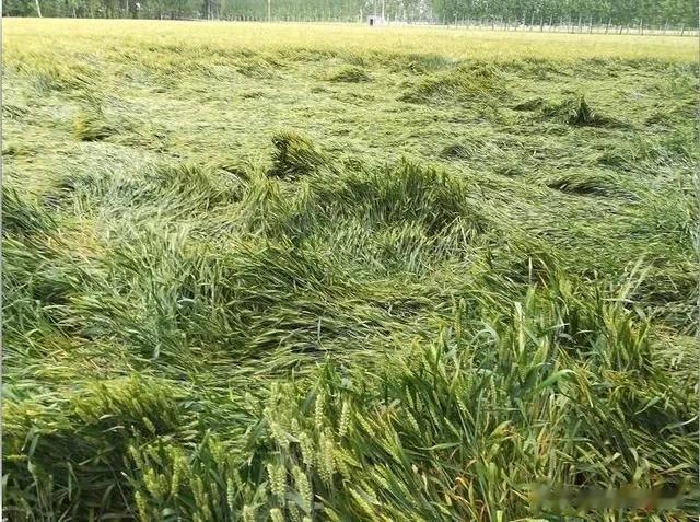 这几天，“烂场雨”三个字被很多人提及，那到底啥是意思呢？

简单而言，“烂场雨”