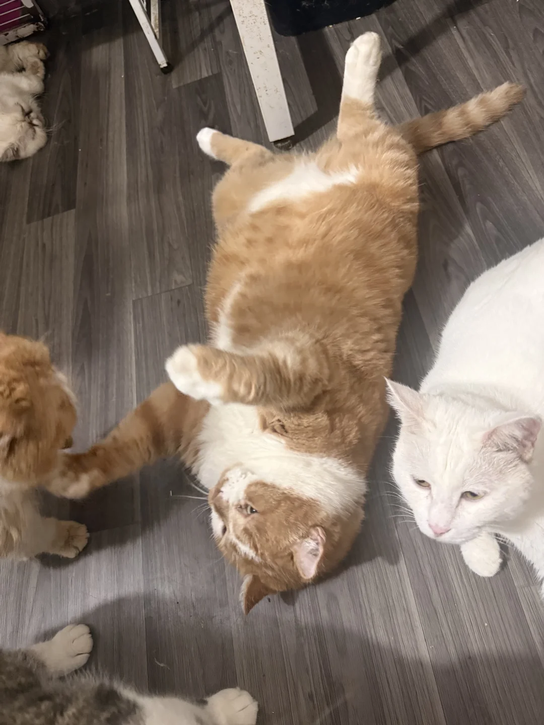 猫，你长这么胖好吗？