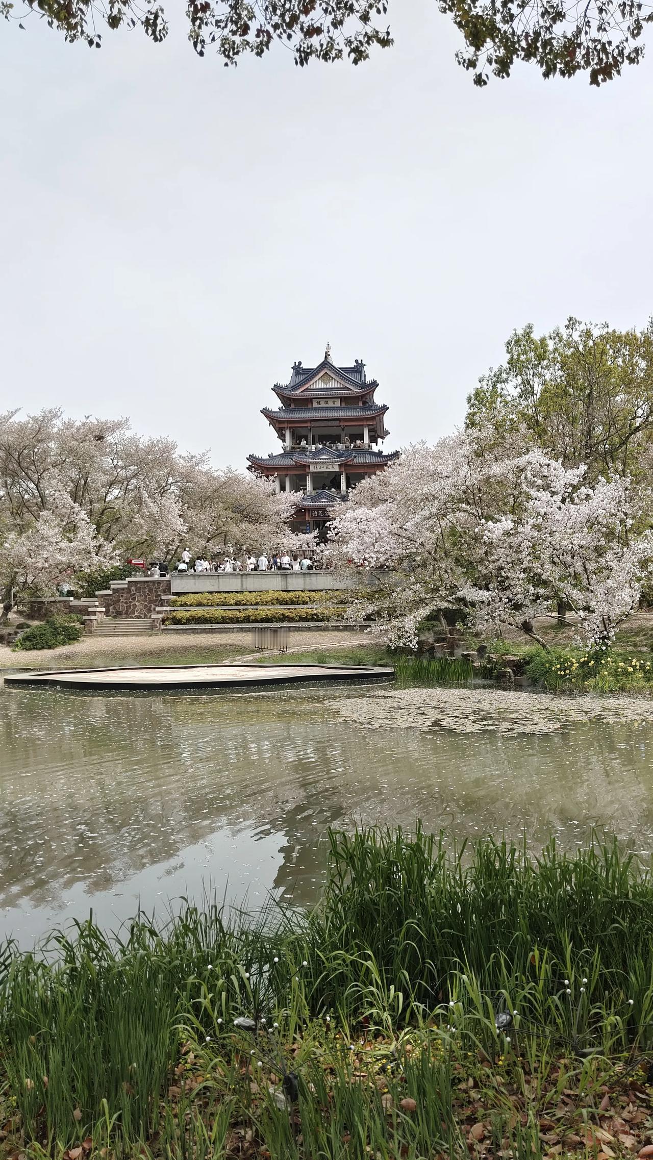 西江月·樱湖揽胜
 
杰阁凌霄耸翠，繁樱夹岸堆银。
一泓春水照芳林，惹起游人心韵