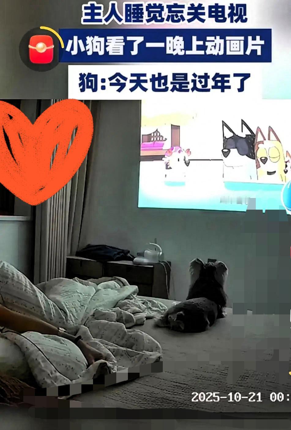 山东大哥睡过头忘关电视，醒来直接看懵了！
自家狗子居然直勾勾盯着屏幕，连主人醒了