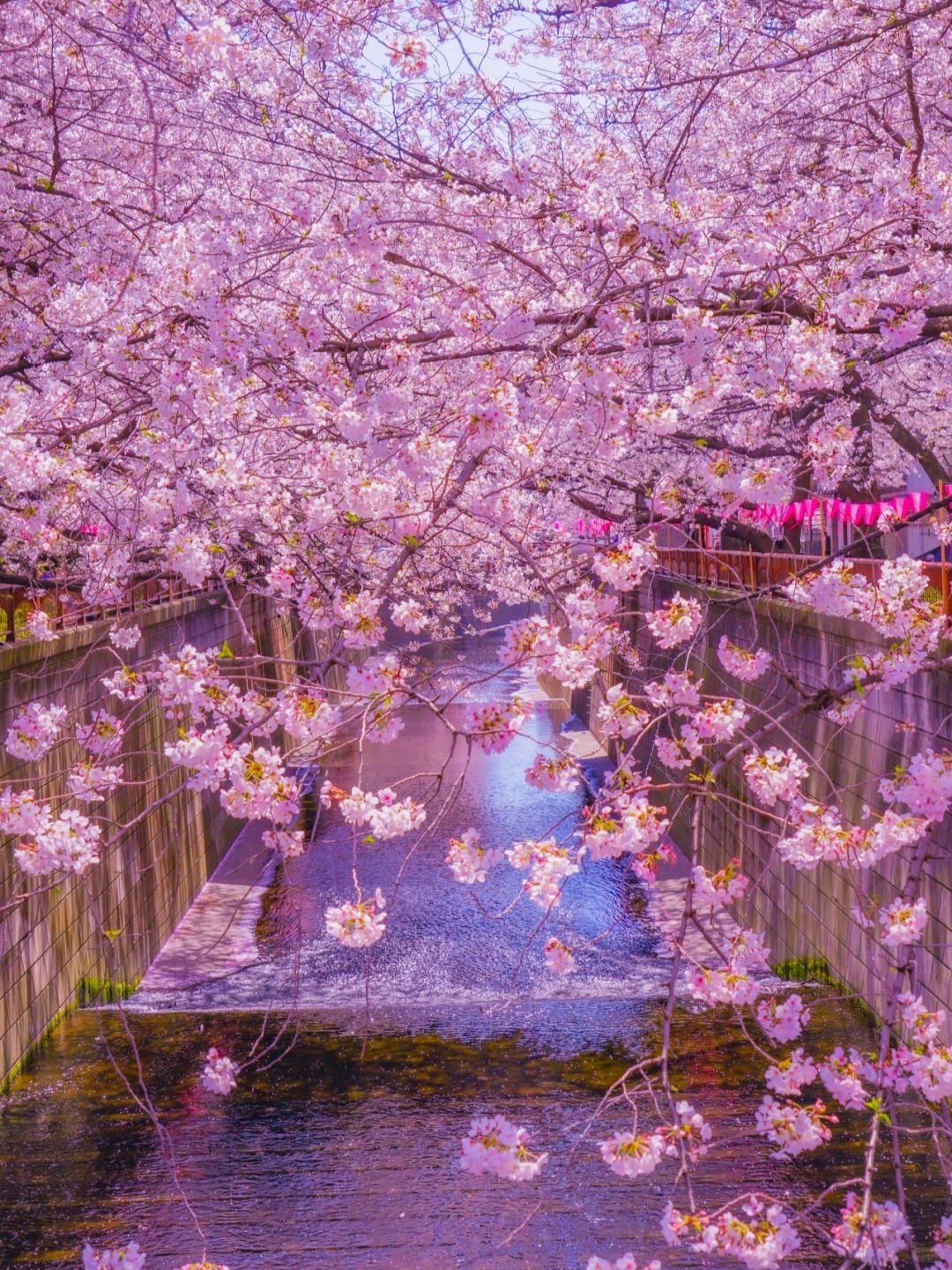 日本东京│一直走一直走，走进花海里