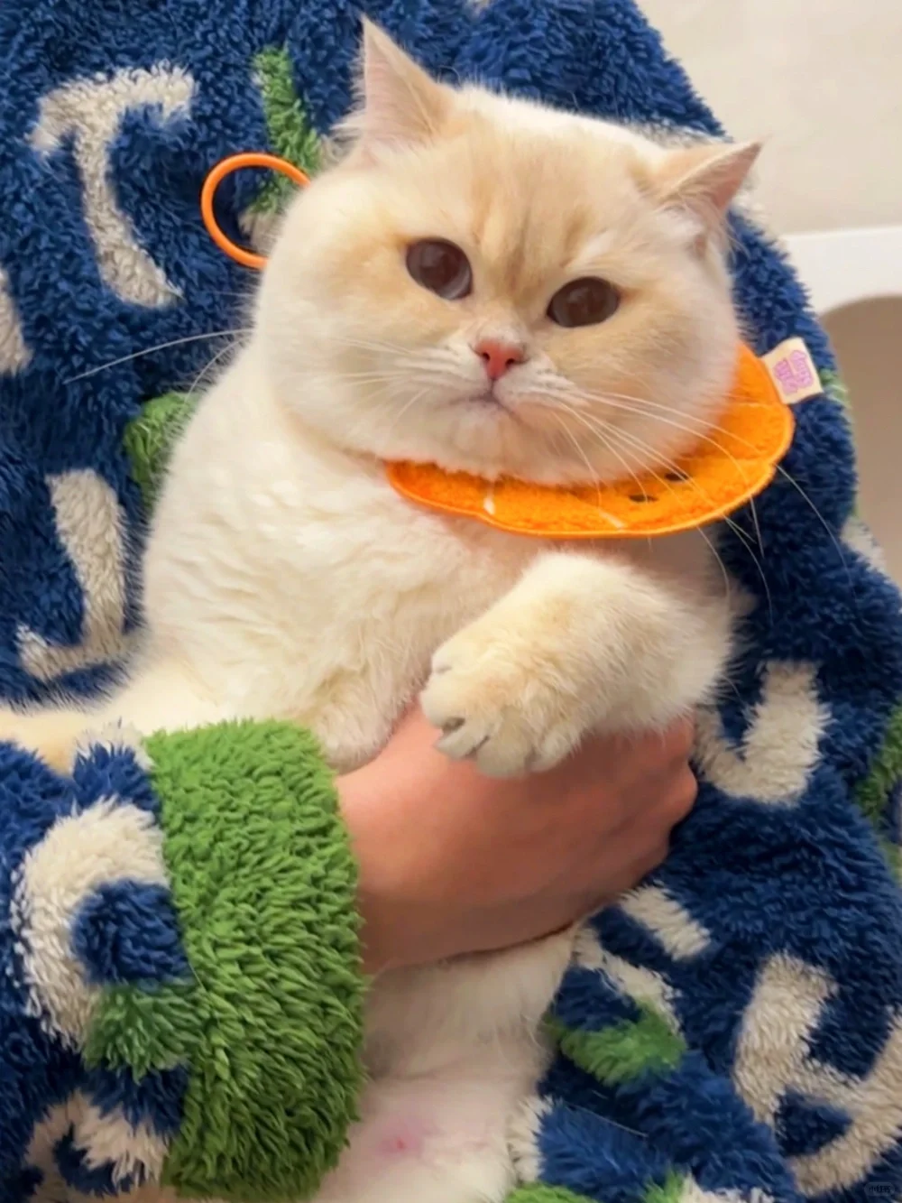 偷跑到厨房舔了口猪油 被我抓包了！