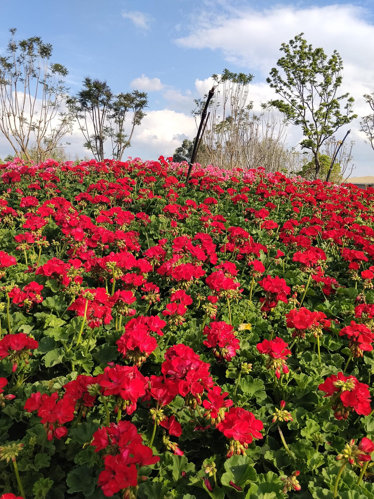 与春相约，与花相悦。