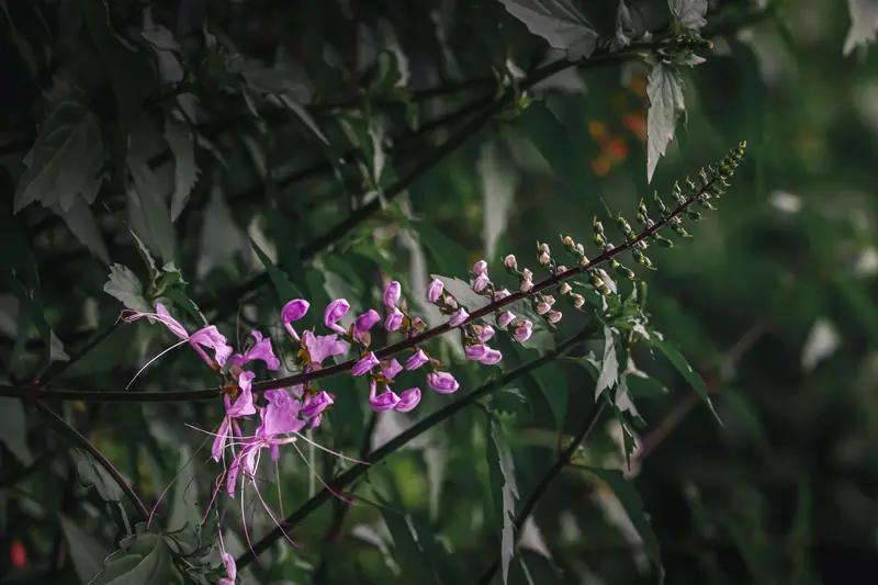 近日，成都医护创造了生命奇迹，成功救治22 + 2周、体重仅430克的超早产儿“