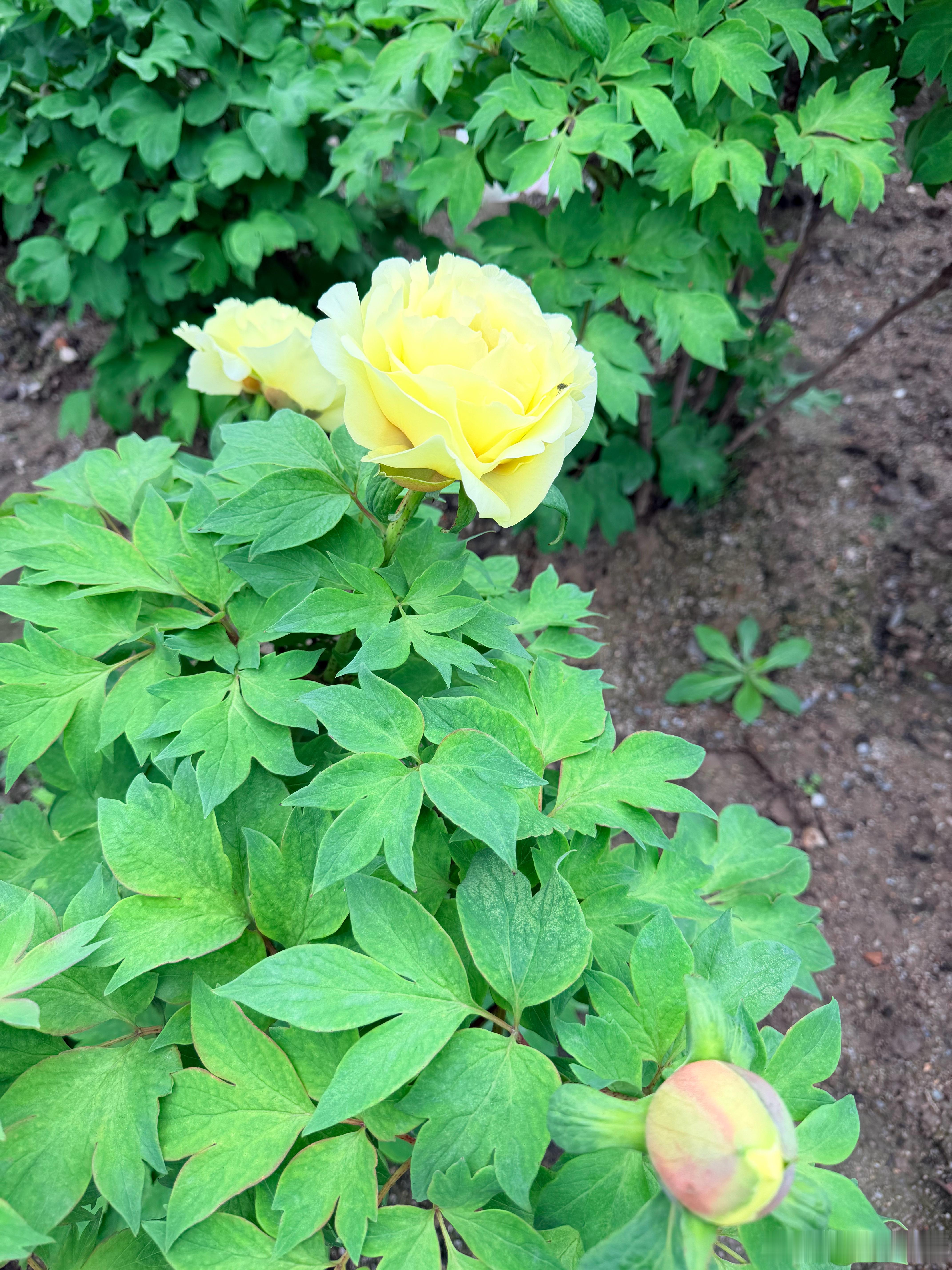 随手拍春天 牡丹真国色-皇冠 