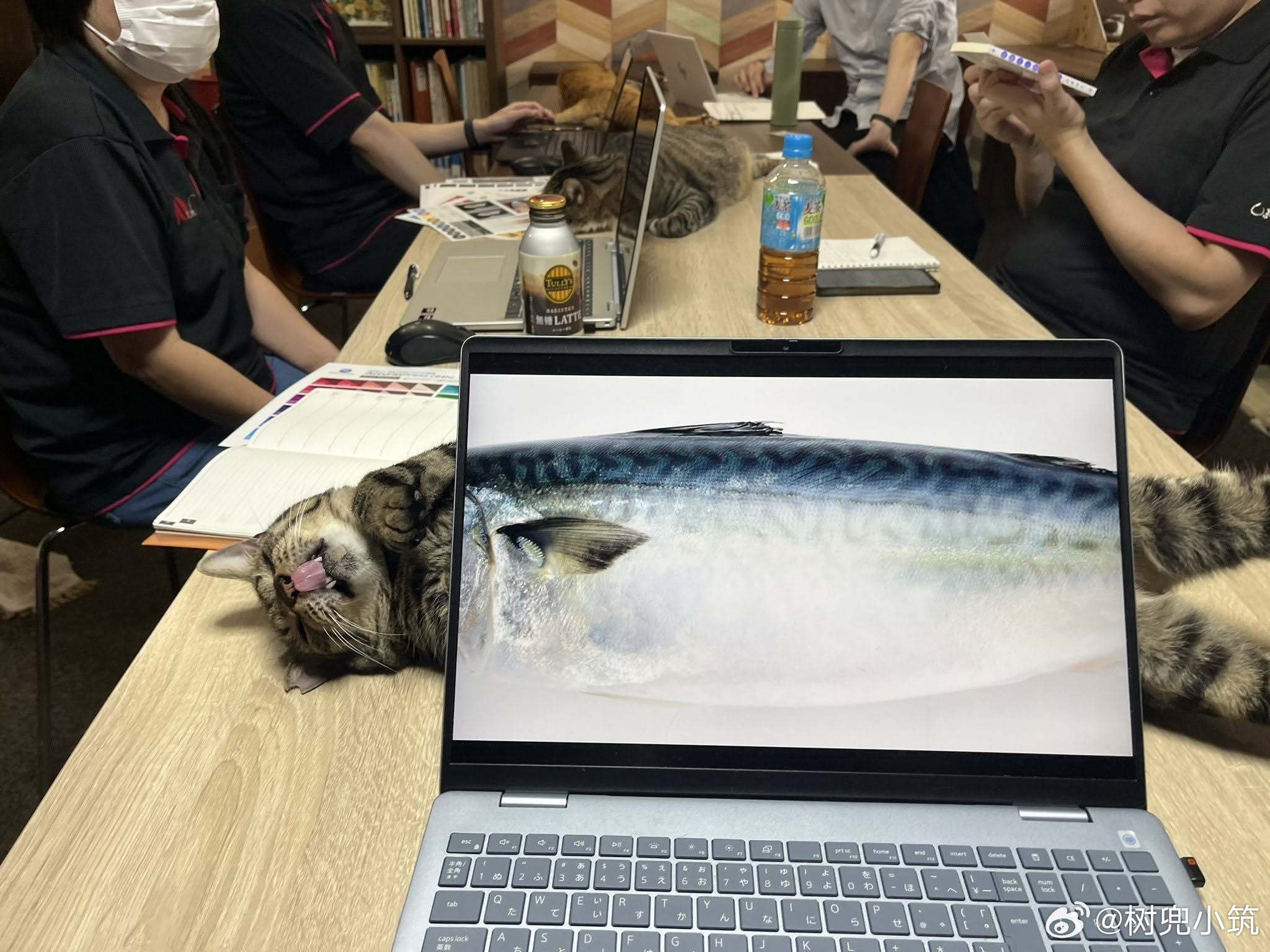 【 公司会议开始前二分钟 】小猫已经先一步和屏幕里的鱼会师了🐟😺 ​​​