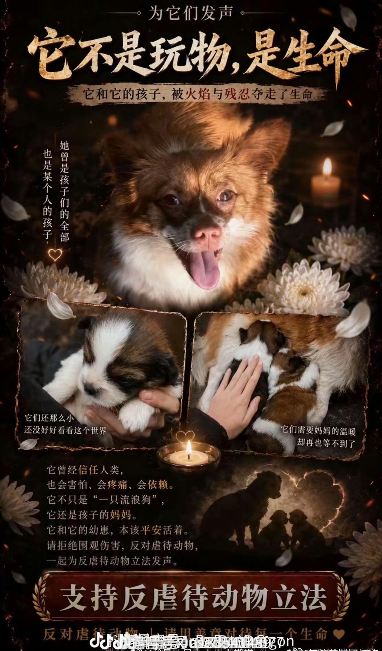 请停止虐待动物！支持成立反虐待动物法！媒体应惩恶扬善，不能做恶魔的帮凶！不应该纵