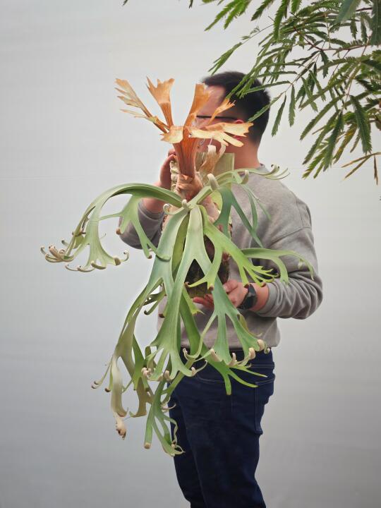 鹿角蕨真的很卷
