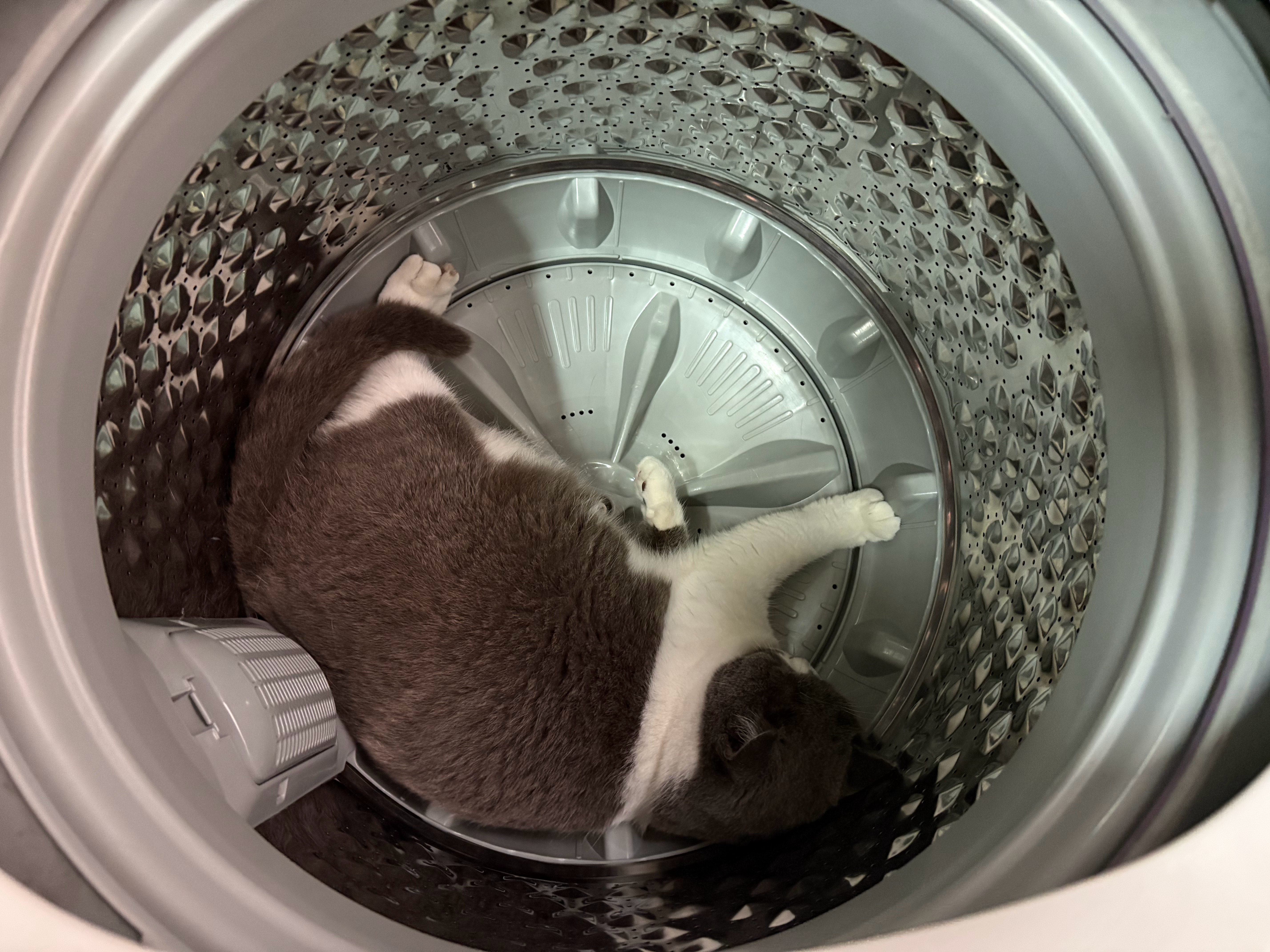[哼]找半天…躲洗衣机了 ​​​