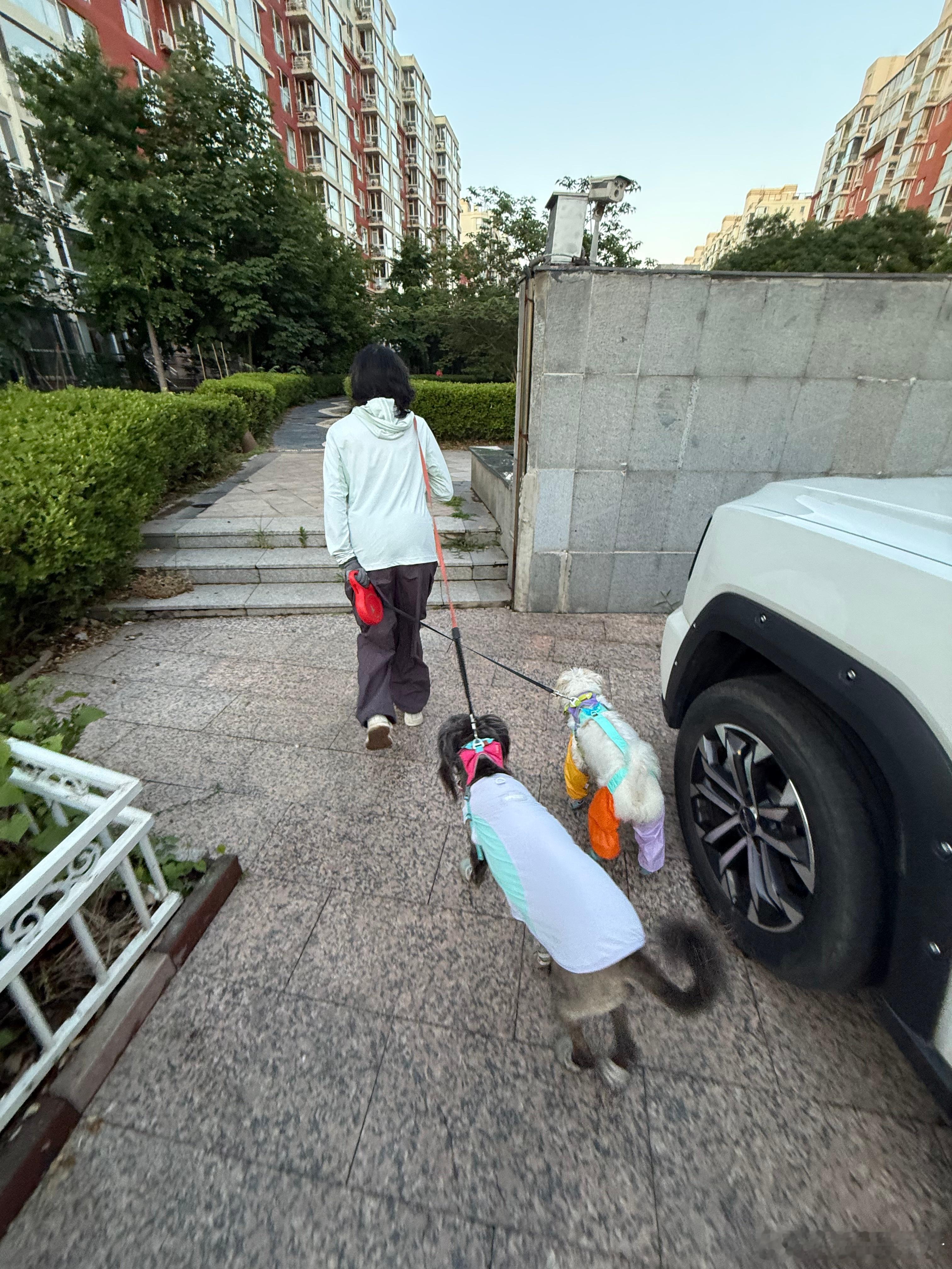 姥爷的侄女抓拍的，天翼不走，拽不动，只能用拉纤的方式把绳子扛在肩上，你见过这么遛