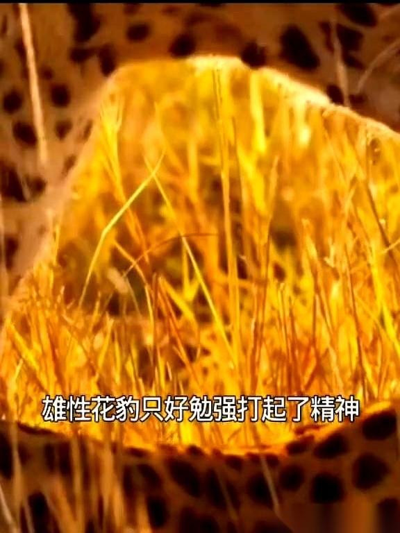 把你养大，教会你所有本事，然后亲手把你赶出家门，永不相见。
就因为你在我家里，留