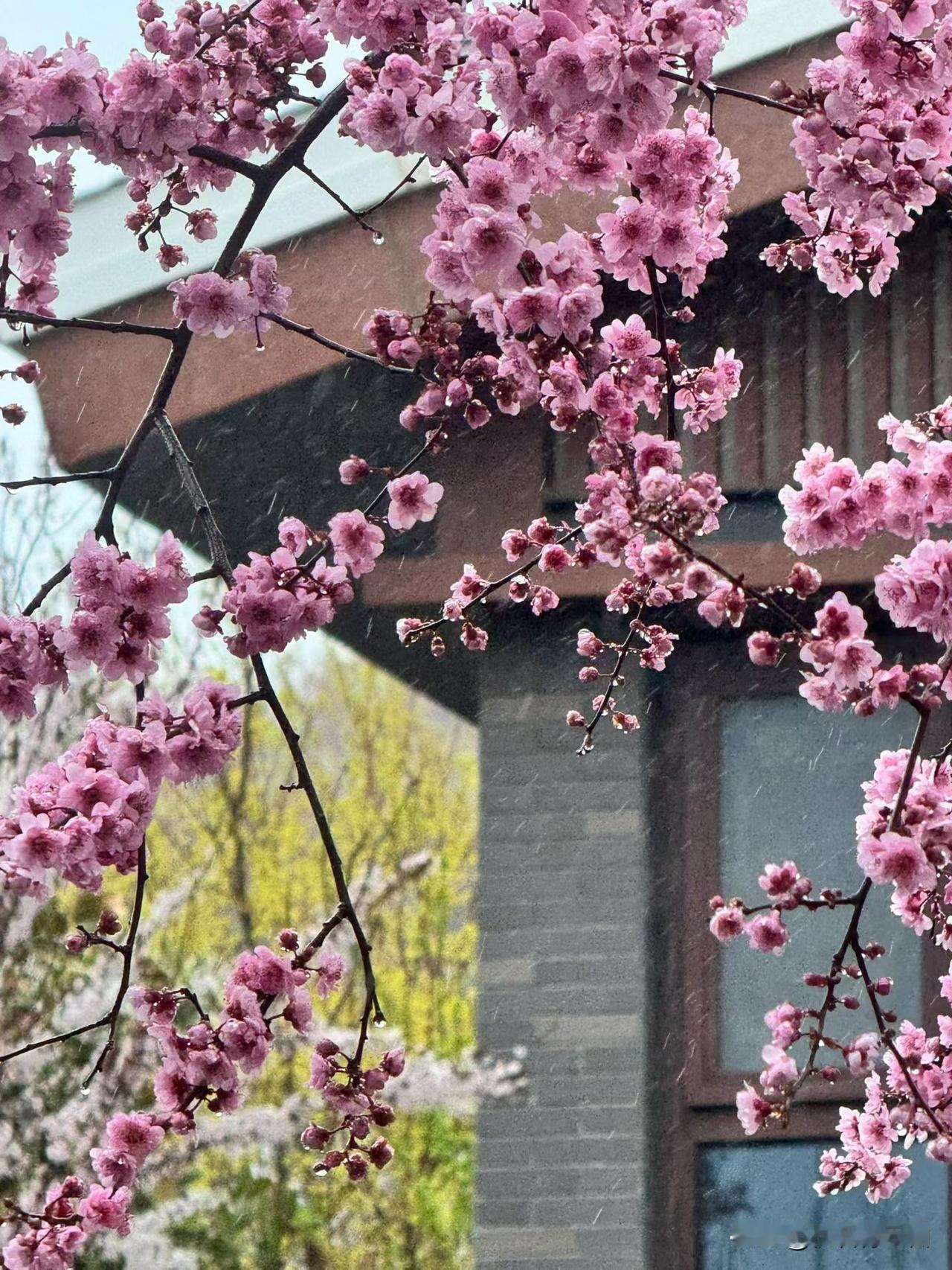 鹧鸪天•春雨

晦雨穿林打湿风，半枝飘雪半枝红。
花颜清冷春将暮，山气迷离水自东