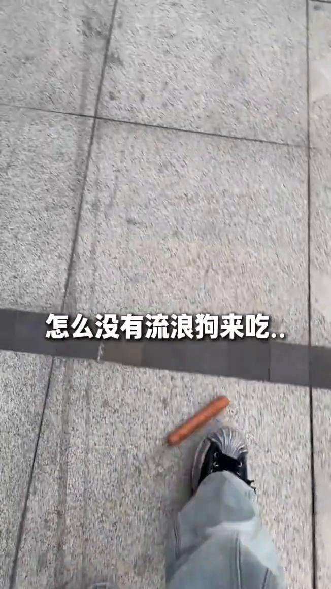 怎么没有流浪狗来吃？