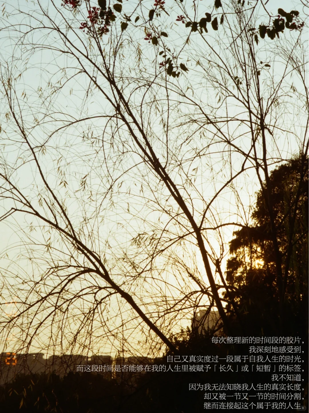 胶片是我「温暖记忆」和「生命力」的缓慢回流。