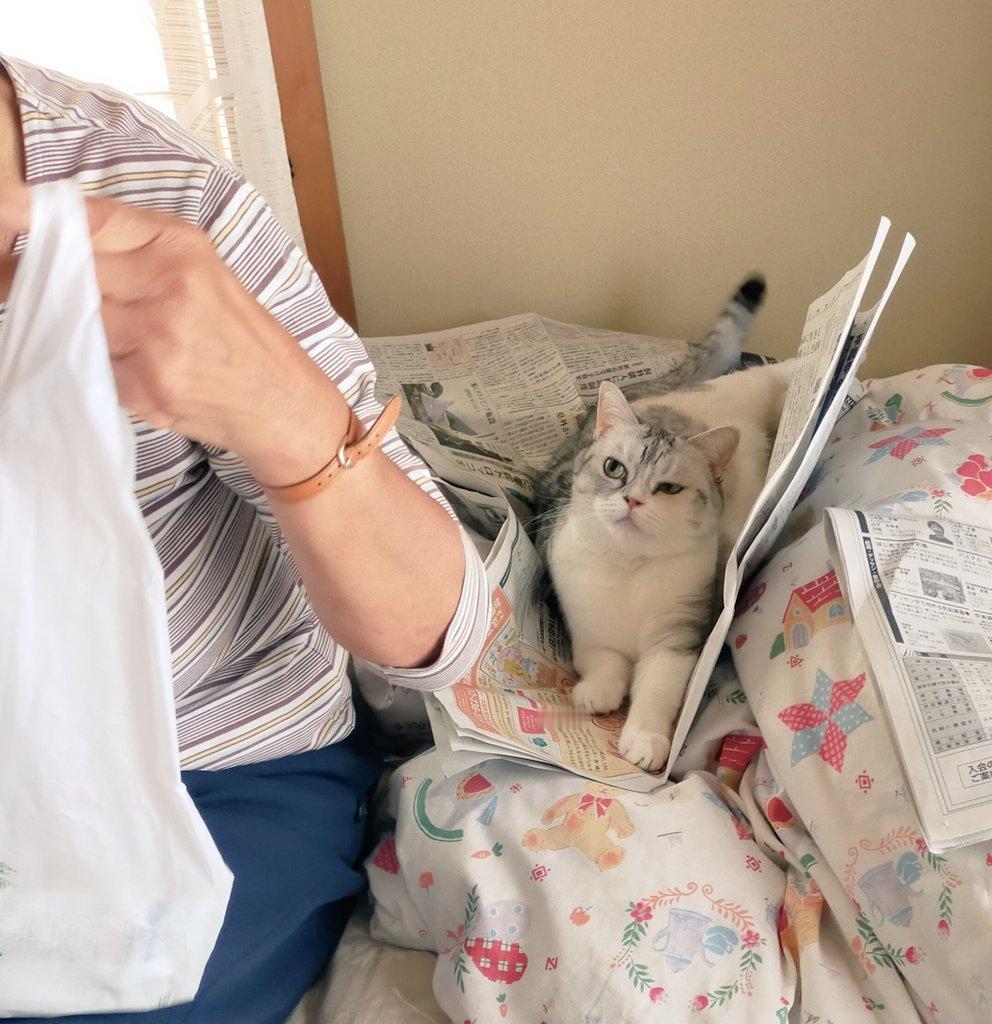 猫咪想要奶奶陪它玩，所以就跑去妨碍她看报纸，结果奶奶转身开始折起了衣服，然后它就