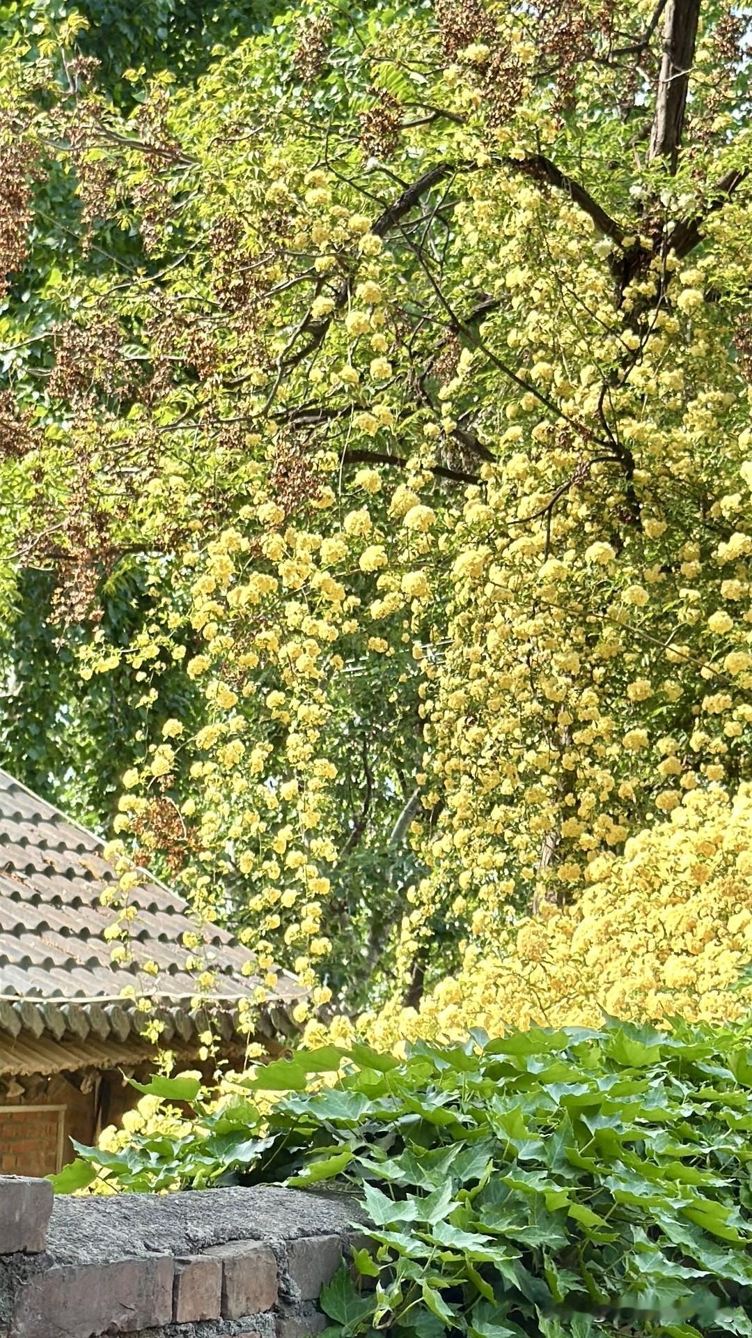 第一次看到这么美的花真的惊艳到我了，满树满墙都是黄黄的花朵，问旁边的人才知道这是