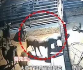 宜宾男子被梅花鹿猛顶！看似温顺的它，发情期有多“疯”？看完一身冷汗
 
四川宜宾