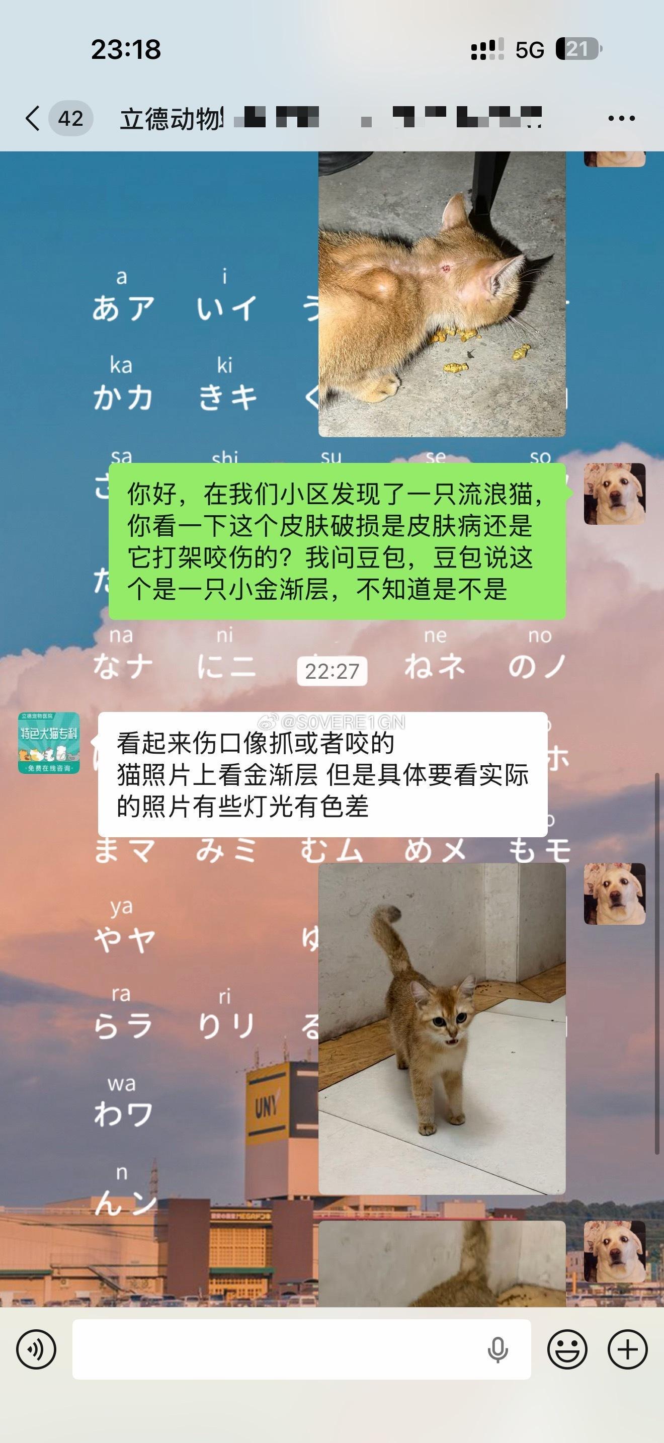 吃完饭回到家，听到院子旁边有猫一直在叫。不知道这只小猫是怎么跑到两三米高的露台上