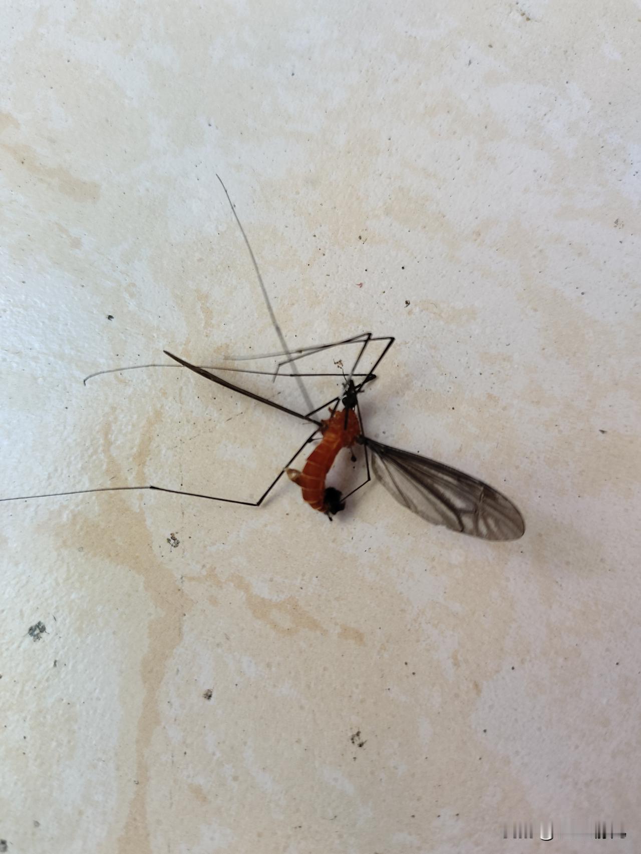 这是什么品种的蚊子？怎么这么大？被咬上一口得打破伤风吧[笑哭]