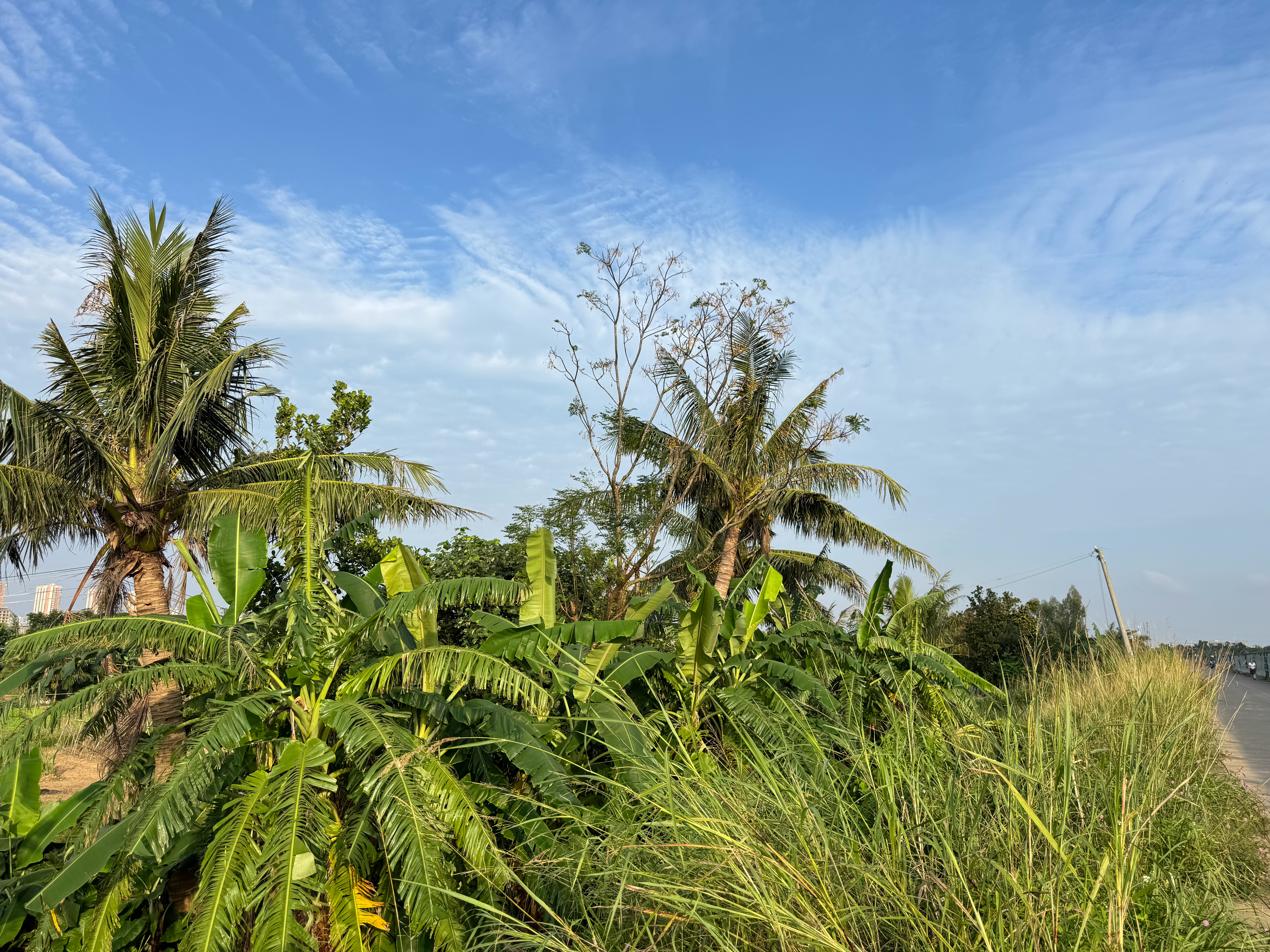 晨曦微露，晴间多云的天气最适合跑步。今日轻松完成5000米，平均配速8:00，心