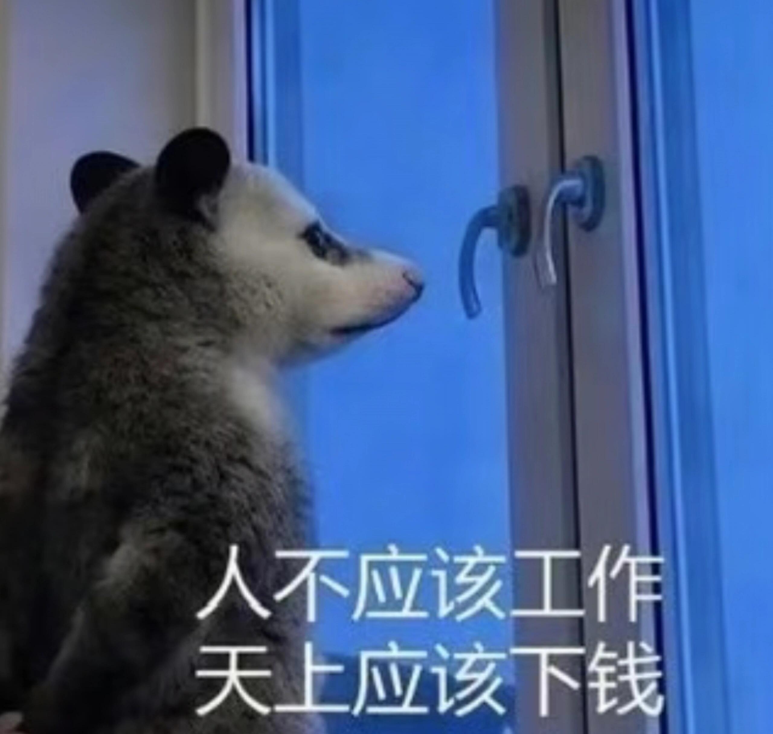 强哥，上次直升机🚁撒钱我在上班，可以重新撒一次吗？