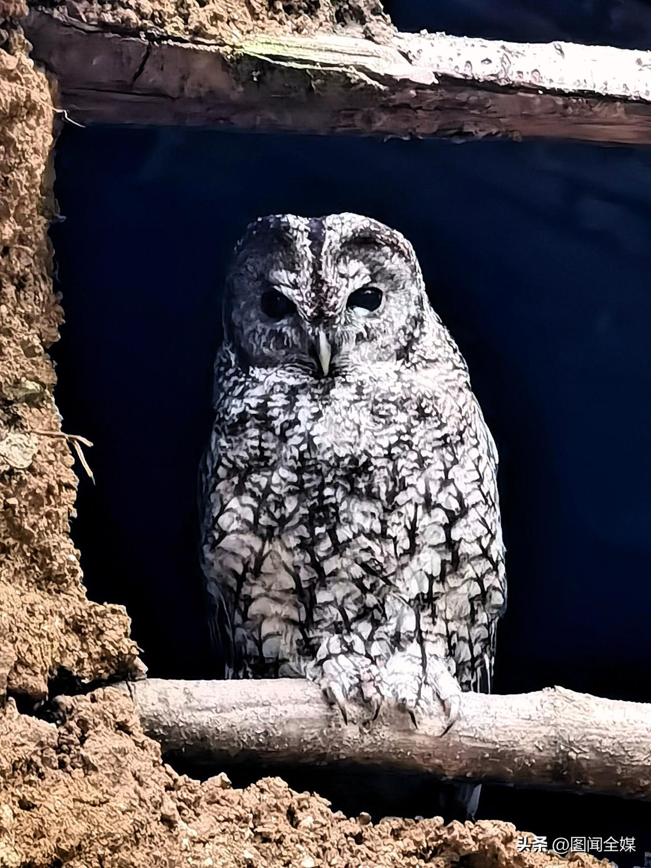 3月31日，国家二级保护动物灰林鸮现身一旧宅残垣。这只夜行猛禽灰褐色斑纹与土墙完