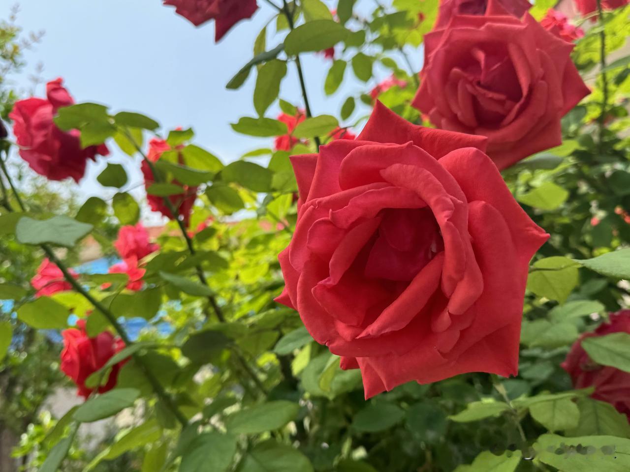 下联：花丛百鸟鸣