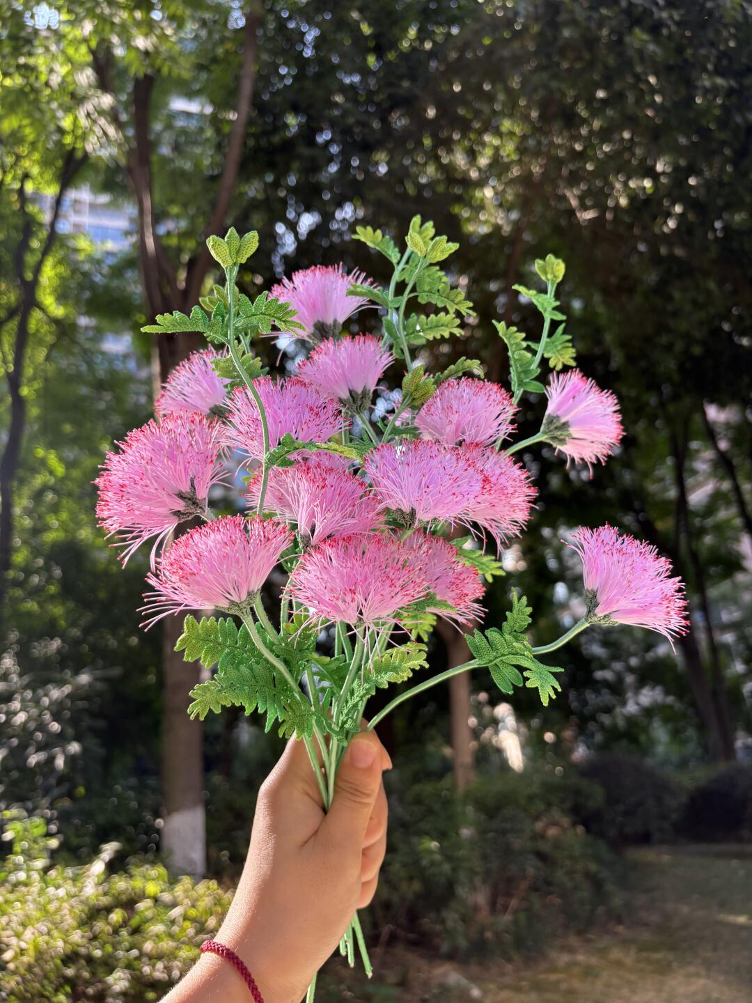 原图直出感受一下合欢的美
