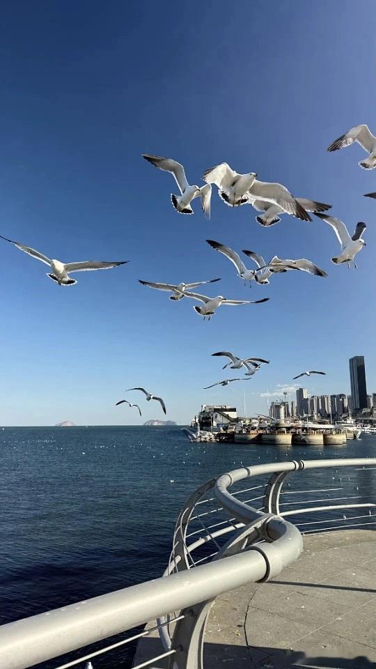 夏日理想度假地，当属大连🌊澄澈蓝海搭配欧式老建筑，氛围感宛如海边童话。漫步滨海
