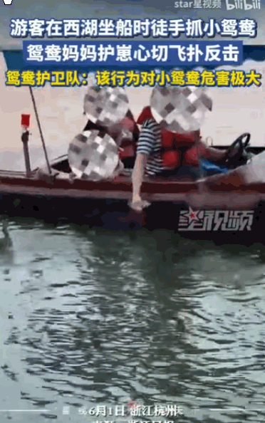 “这种游客真该直接拉黑！”浙江杭州，有人在游船上，大白天居然伸手把一只绒毛都没长