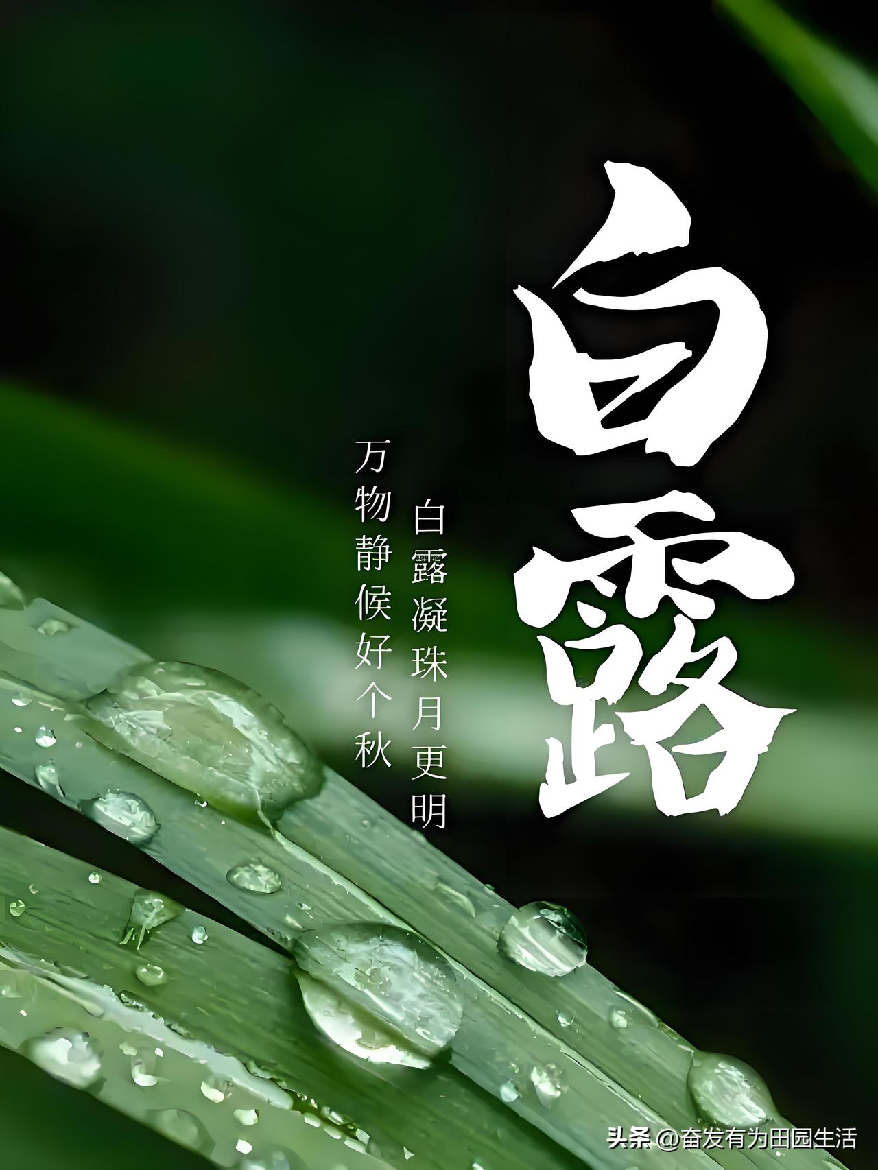 清晨的露珠，晶莹剔透。野草上的露珠 露珠焕新感