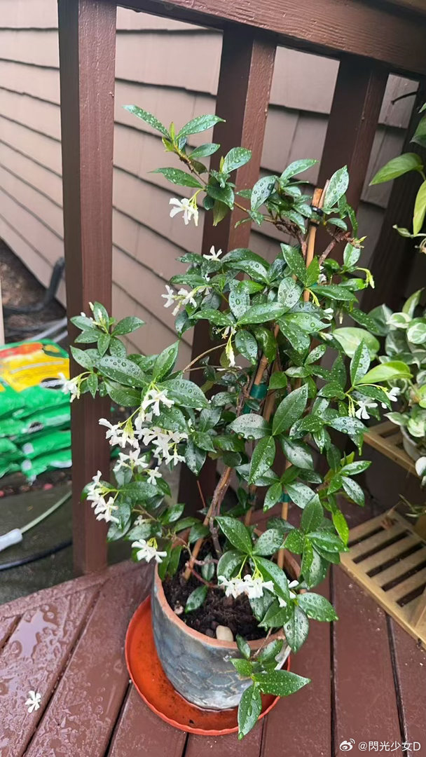 我养的半死不活的茉莉花很久之前给了屯姥，现在是这个美丽样子。屯姥respect
