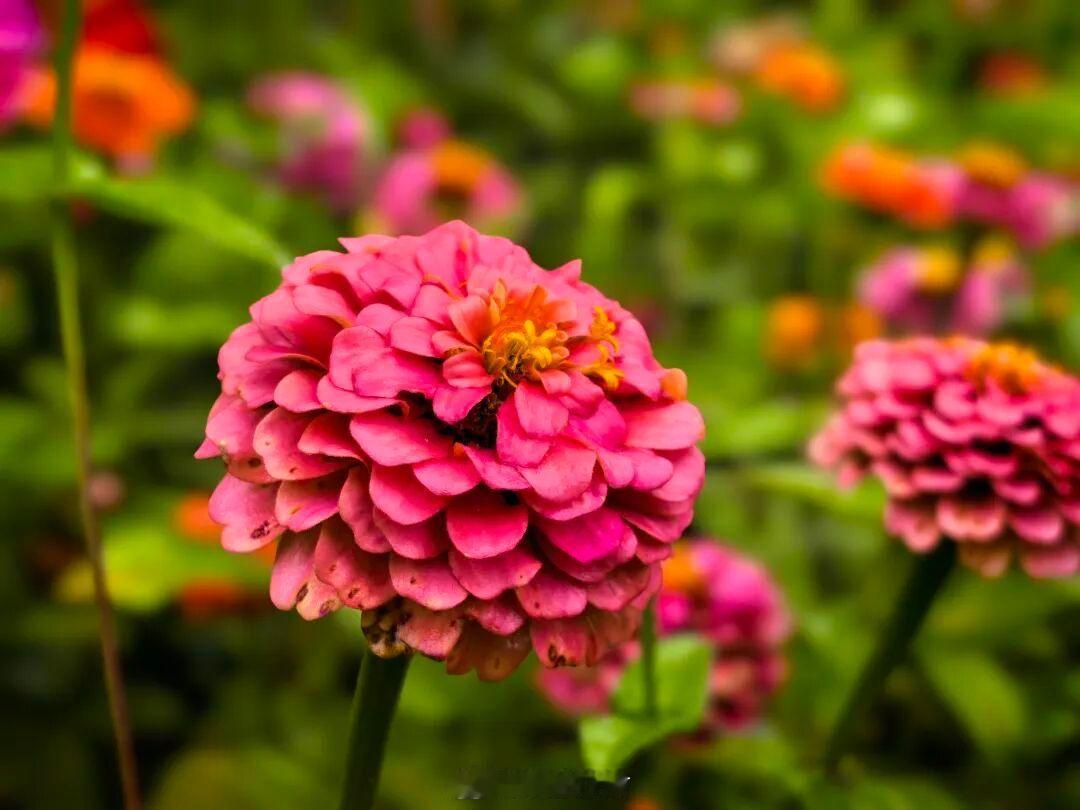 永靖黄河花堤浅秋氛围感 【雨落黄河花堤｜浅秋已至，花开沉稳，枣染浅红】几场连绵秋