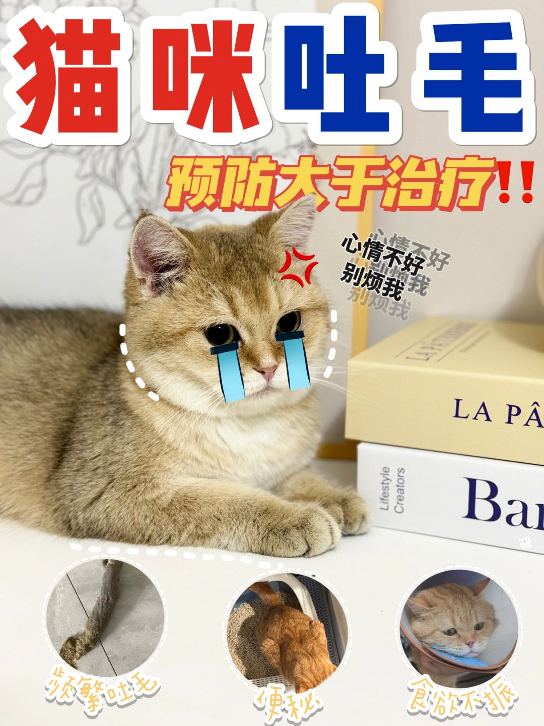 养猫新手看过来👉关于化毛那些事