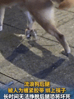 成都狗狗被胶带缠腿夹筷子！不爱别伤害，更别碾碎生命的信任

成都女子散步撞见的狗
