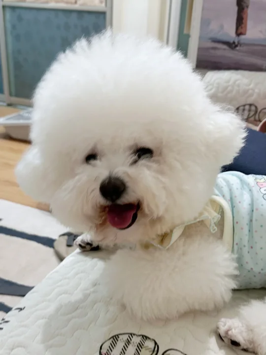 小斗怎么天天都这么开心呀