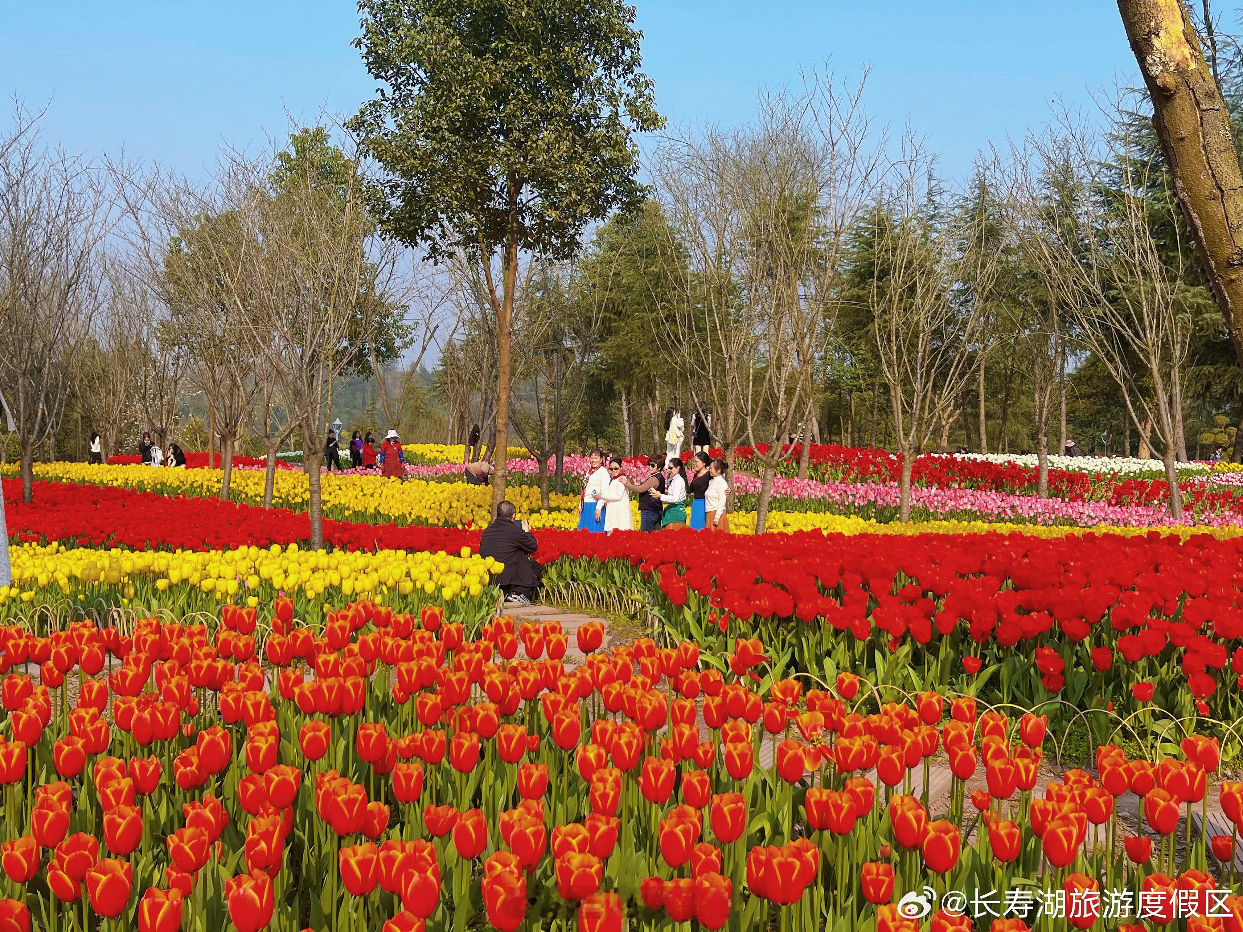 #长寿湖郁金香太美了#春节假期虽已结束，但这里的精彩仍在继续……初春时节，长寿湖
