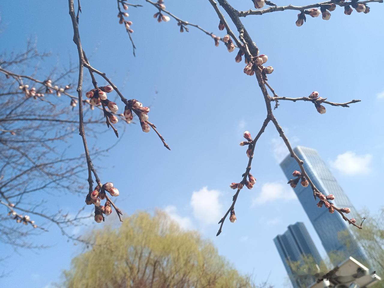 这是昨天拍的，长春杏花坉公园，柳树嫩绿，杏花含苞待放。