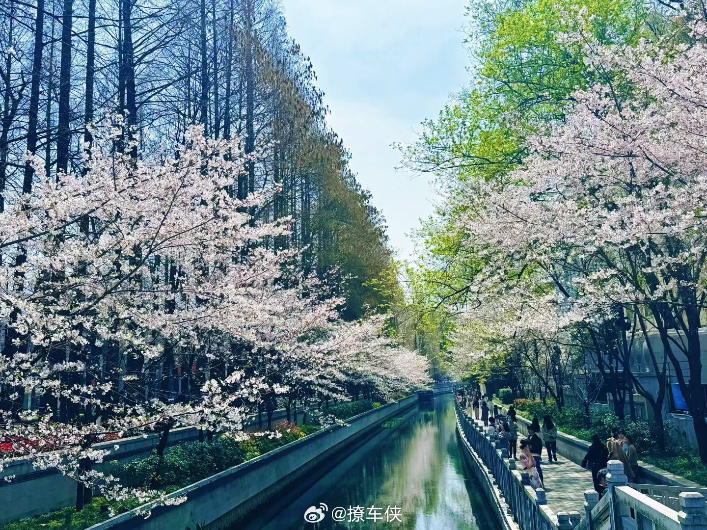 珍珠河的樱花开了，真好看啊樱花