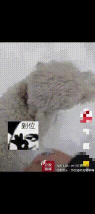 笑不活了！山西一女子雪天出去遛狗，见周围没有人，只有一只狗在雪地里，就想着解开狗